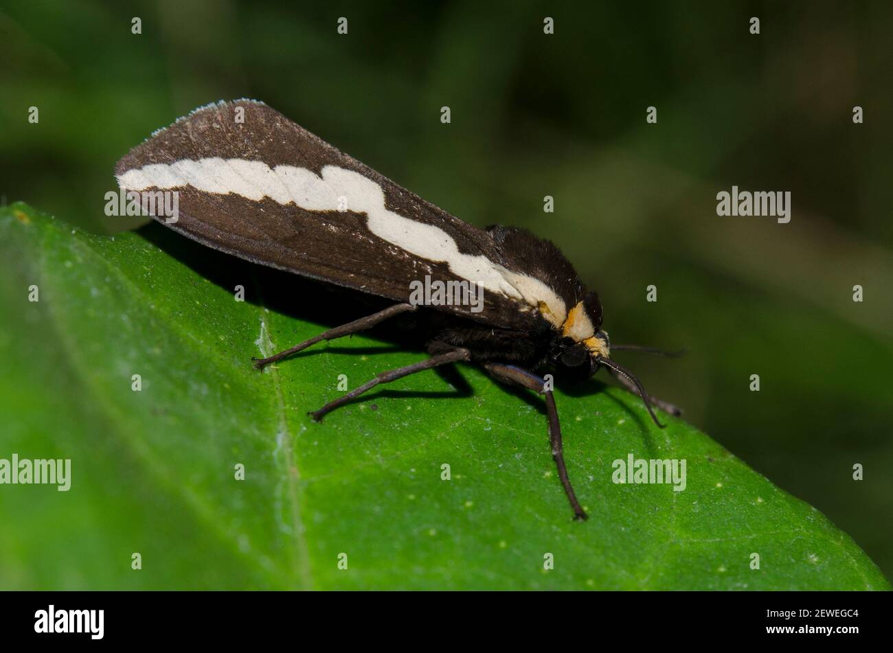 Moth, Nannoarctia tripartita, on leaf, Saba, Bali, Indonesia Stock Photo
