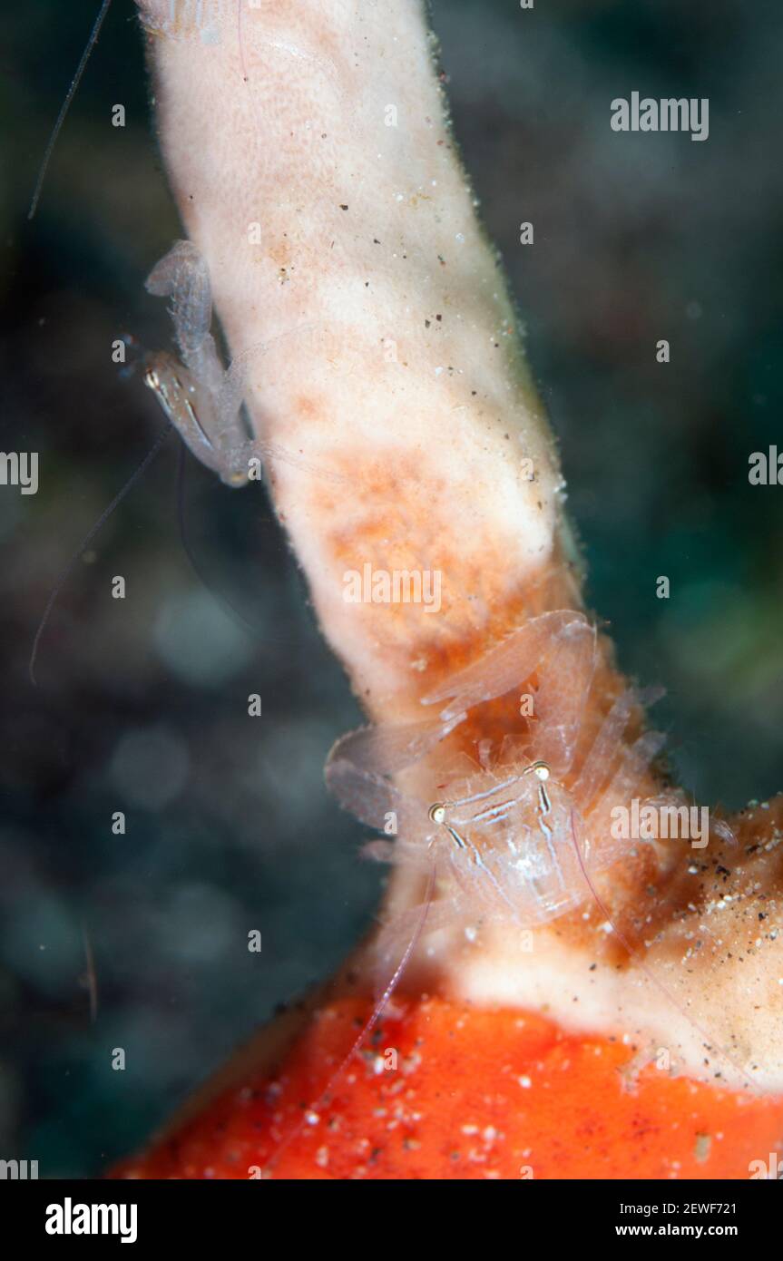 Porcelain Crab, Lissoporcellana sp, on sponge, Porifera Phylum, Aer Bajo dive site, Lembeh Straits, Sulawesi, Indonesia Stock Photo