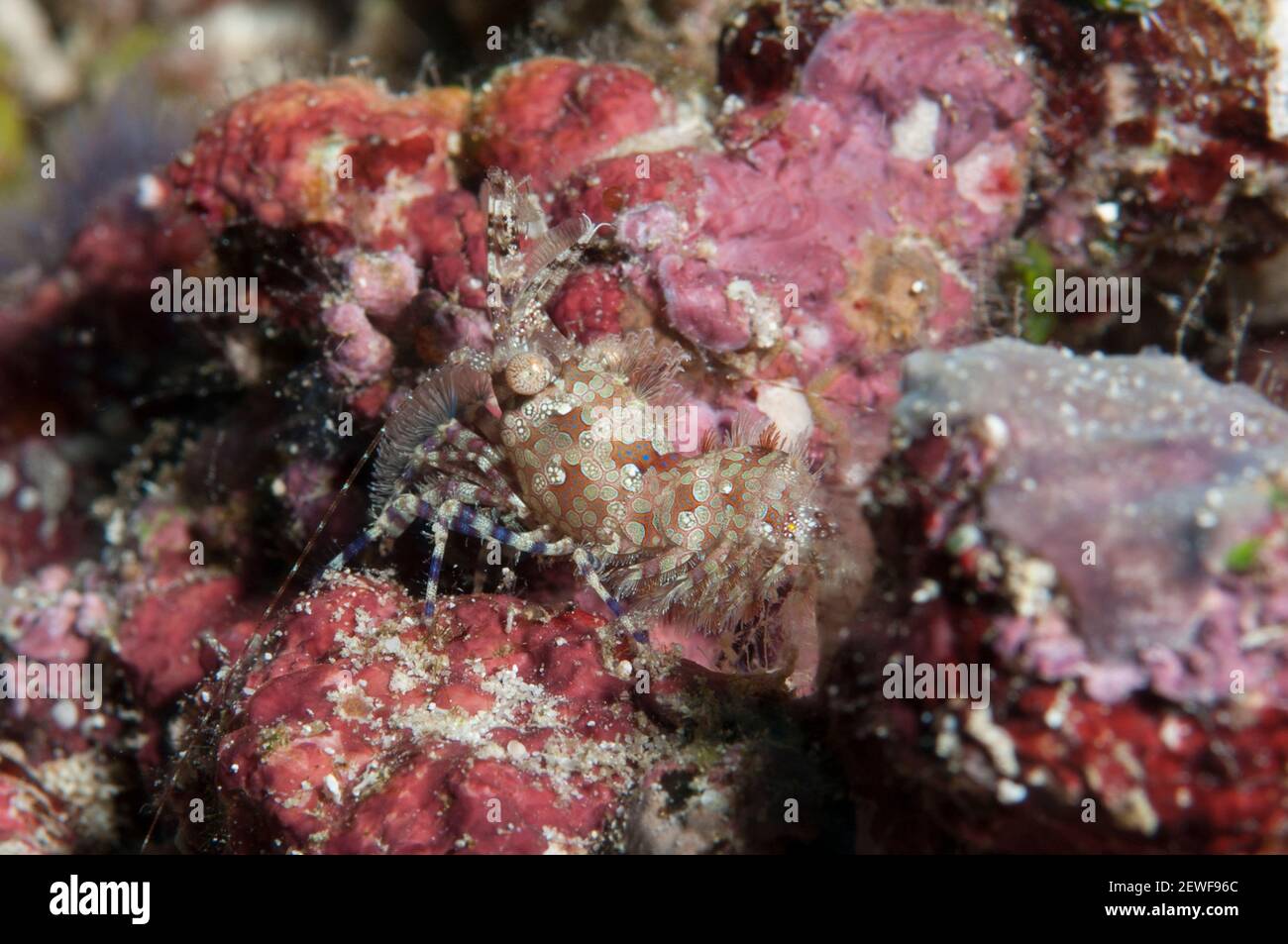 Saron Shrimp, Saron marmoratus, Mandolin dive site, Manado, Sulawesi, Indonesia, Asia Stock Photo