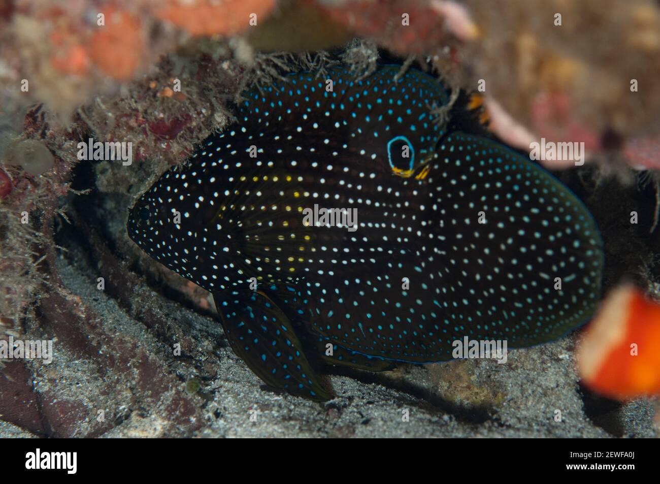 Comet, Calloplesiops altivelis, Night dive, Maluku Divers House Reef, Ambon, Indonesia, Asia Stock Photo
