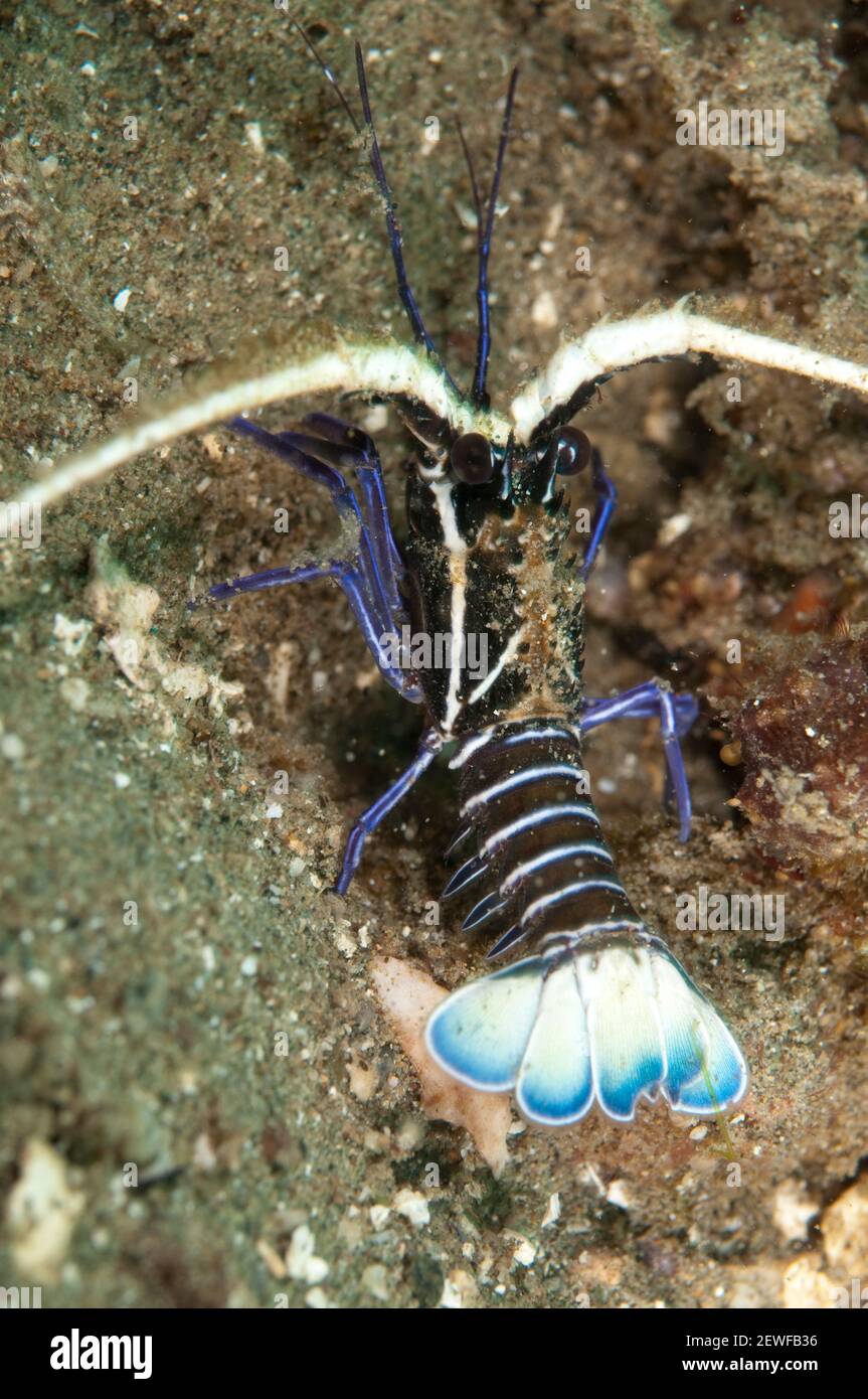 Juvenile Painted Spiny Lobster, Panulirus versicolor, Laha dive site,  Ambon, Indonesia Stock Photo - Alamy