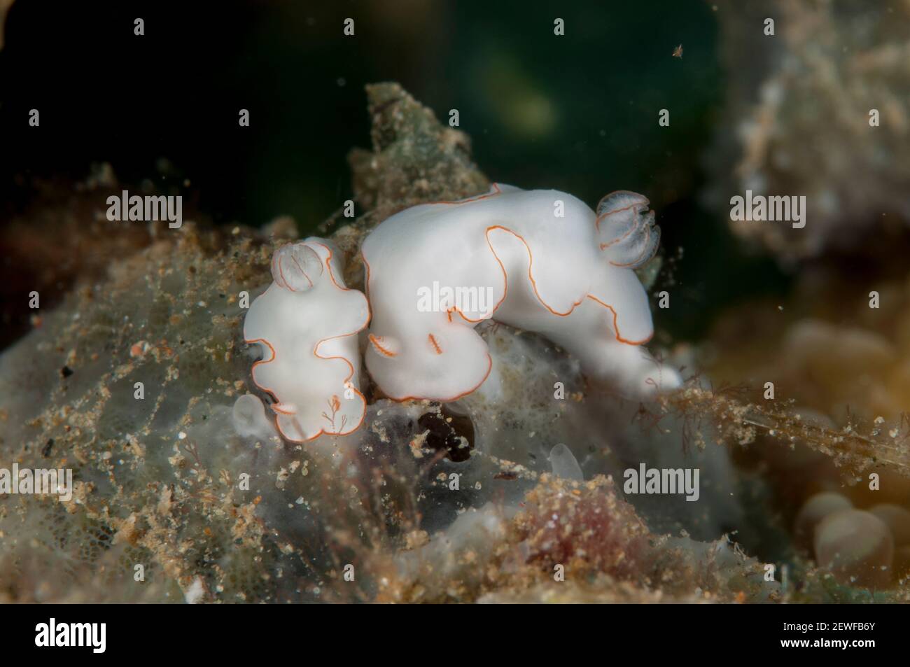 Pair of Cryptic Thorunna Nudibranches, Thorunna furtive, Rhino City dive site, Ambon, Moluccas, Indonesia Stock Photo
