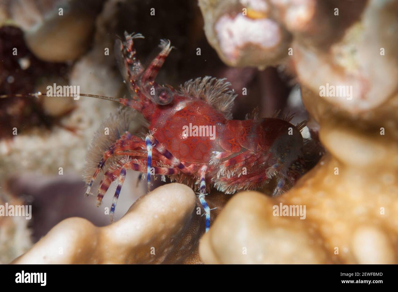 Saron Shrimp, Saron marmoratus, Night dive, Maluku Divers House Reef dive site, Ambon, Indonesia Stock Photo
