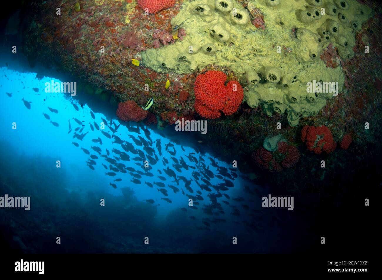 Swim-through cave with school of fish at entrance, Pintu Kota dive site, Ambon, Indonesia Stock Photo