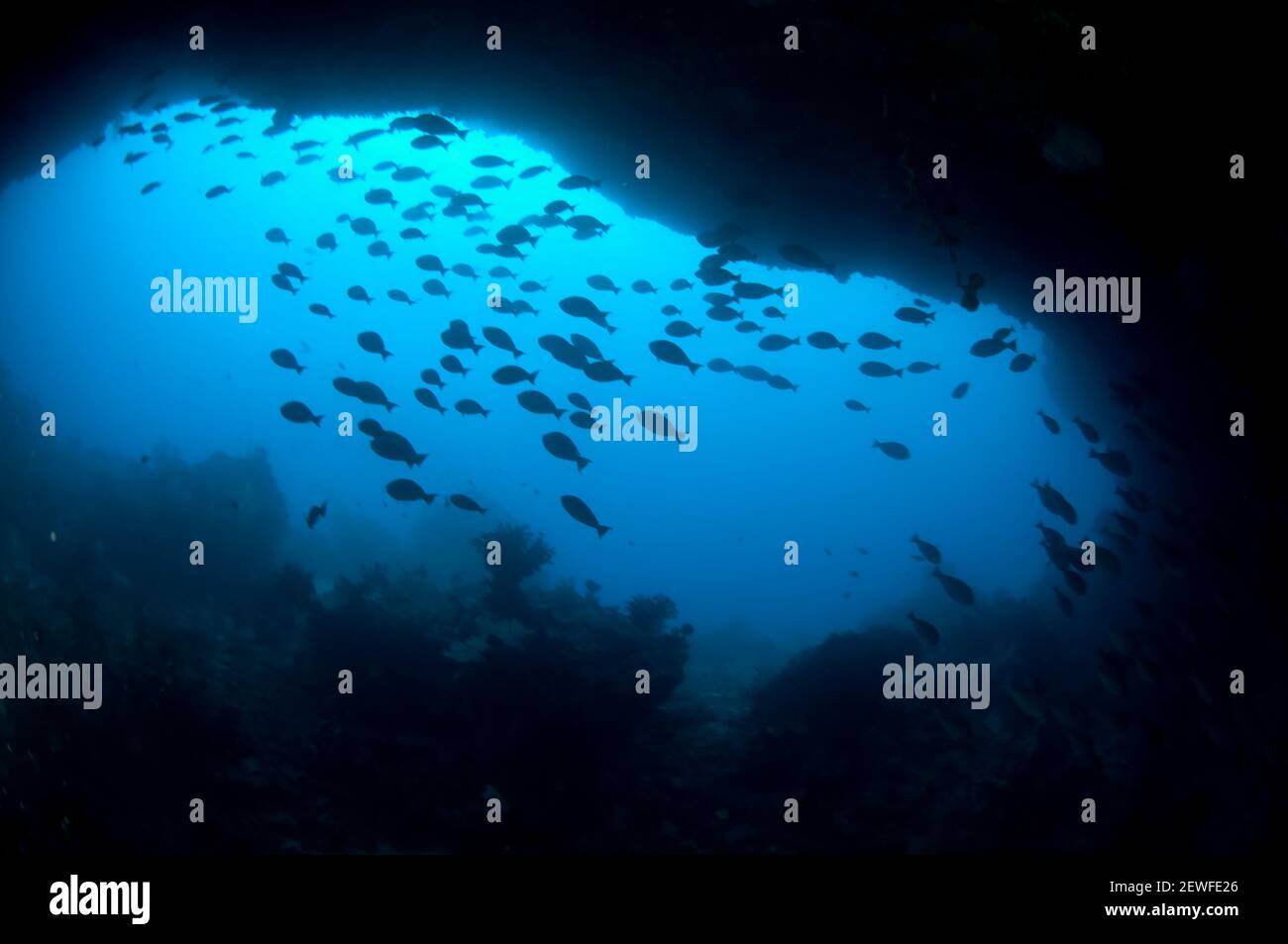 School of fish entering swim-through cave with school of fish at entrance, Pintu Kota dive site, Ambon, Indonesia Stock Photo