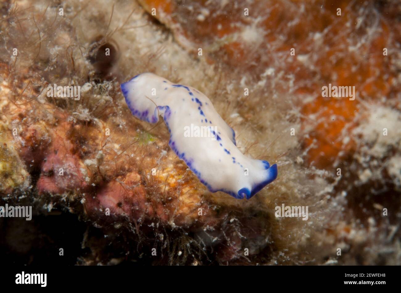 Blue-spotted Polyclad Flatworm, Pseudoceros indicus, Near Pulau Putri, 1000 Islands, near Jakarta, Java, Indonesia Stock Photo