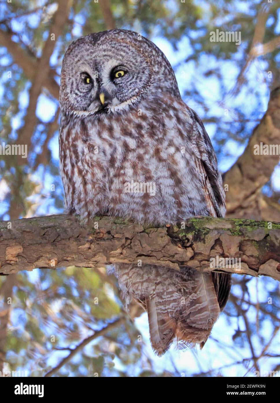 Great Grey Owl sitting on a fir tree branch in the forest, Quebec, Canada Stock Photo