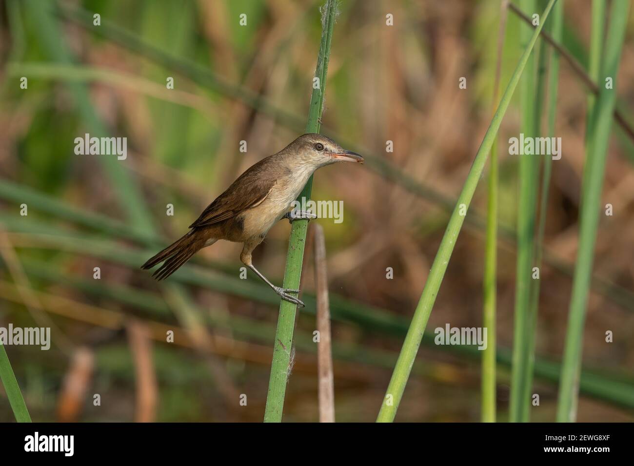 The Oriental reed warbler (Acrocephalus orientalis) is a passerine bird of eastern Asia belonging to the reed warbler genus Acrocephalus. Stock Photo