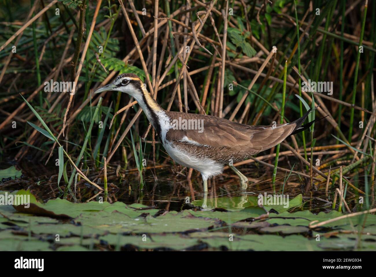 The pheasant-tailed jacana (Hydrophasianus chirurgus) is a jacana in the monotypic genus Hydrophasianus. Stock Photo