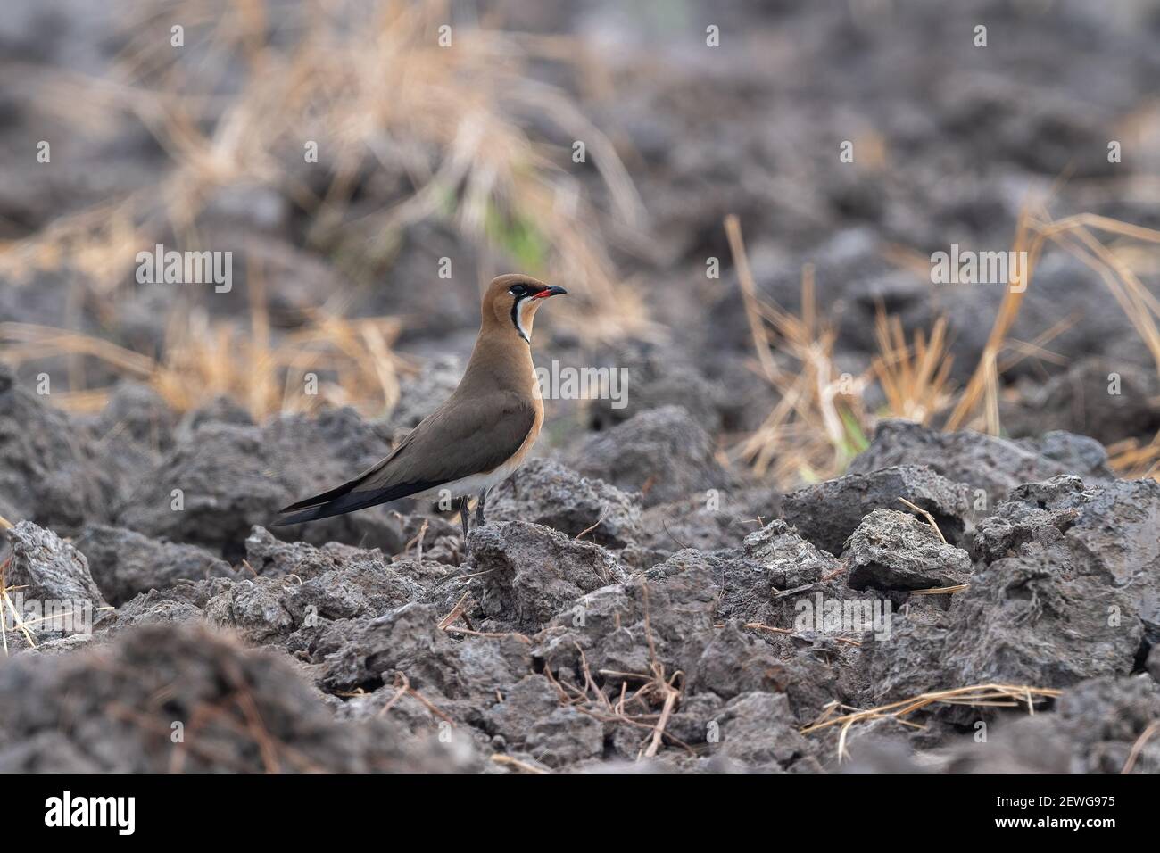 The oriental pratincole (Glareola maldivarum), also known as the grasshopper-bird or swallow-plover, is a wader in the pratincole family, Glareolidae. Stock Photo