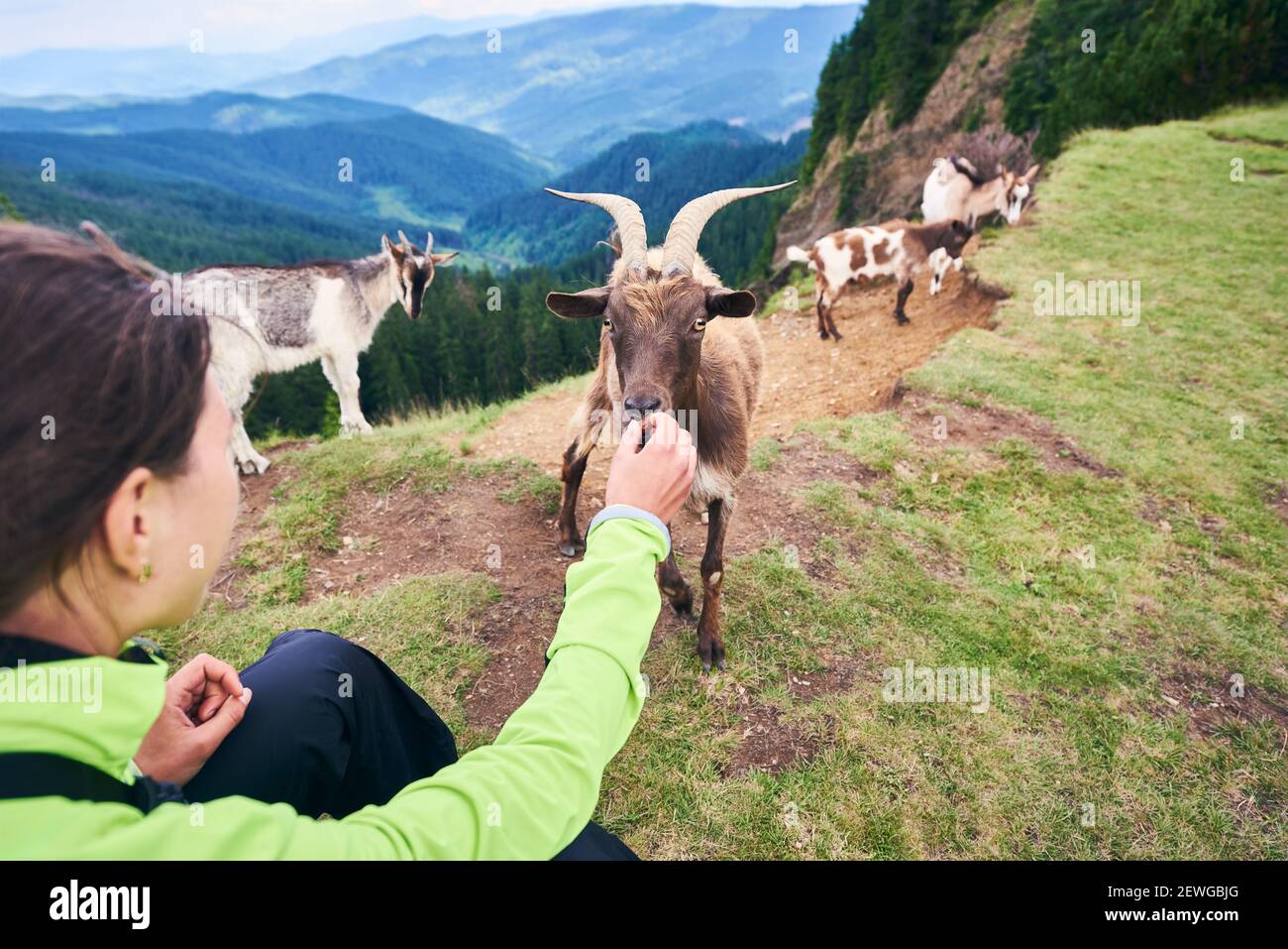 Close up young woman is feeding goats cattle in Carpathian mountains against powerful valley and green forests. Warm light and wind weather. Wild ibex in nature environment Stock Photo