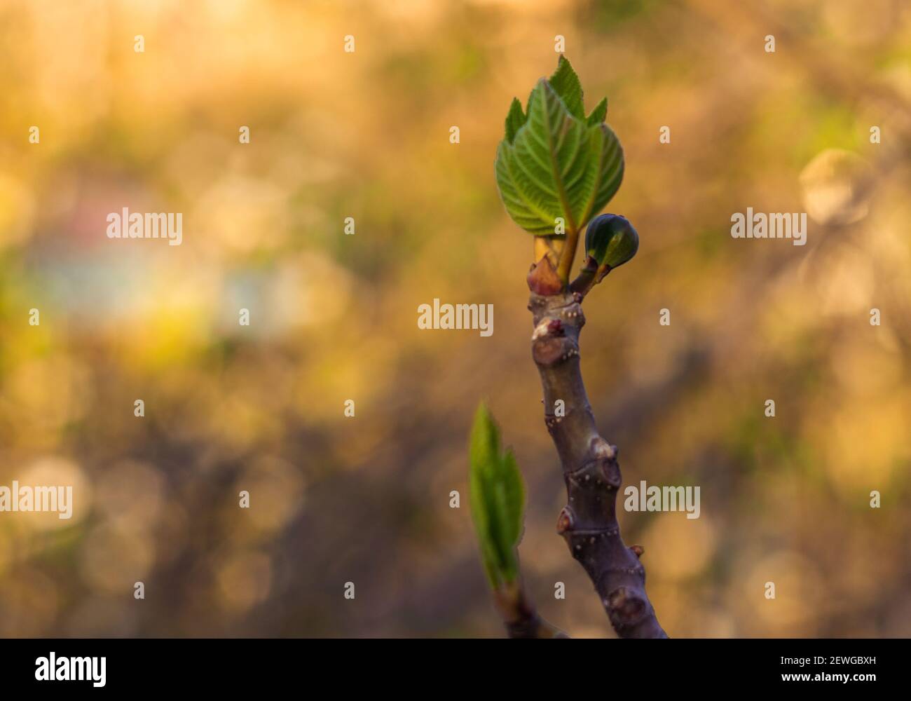 blossoming branch of a fig tree at midday in a garden in March Stock Photo