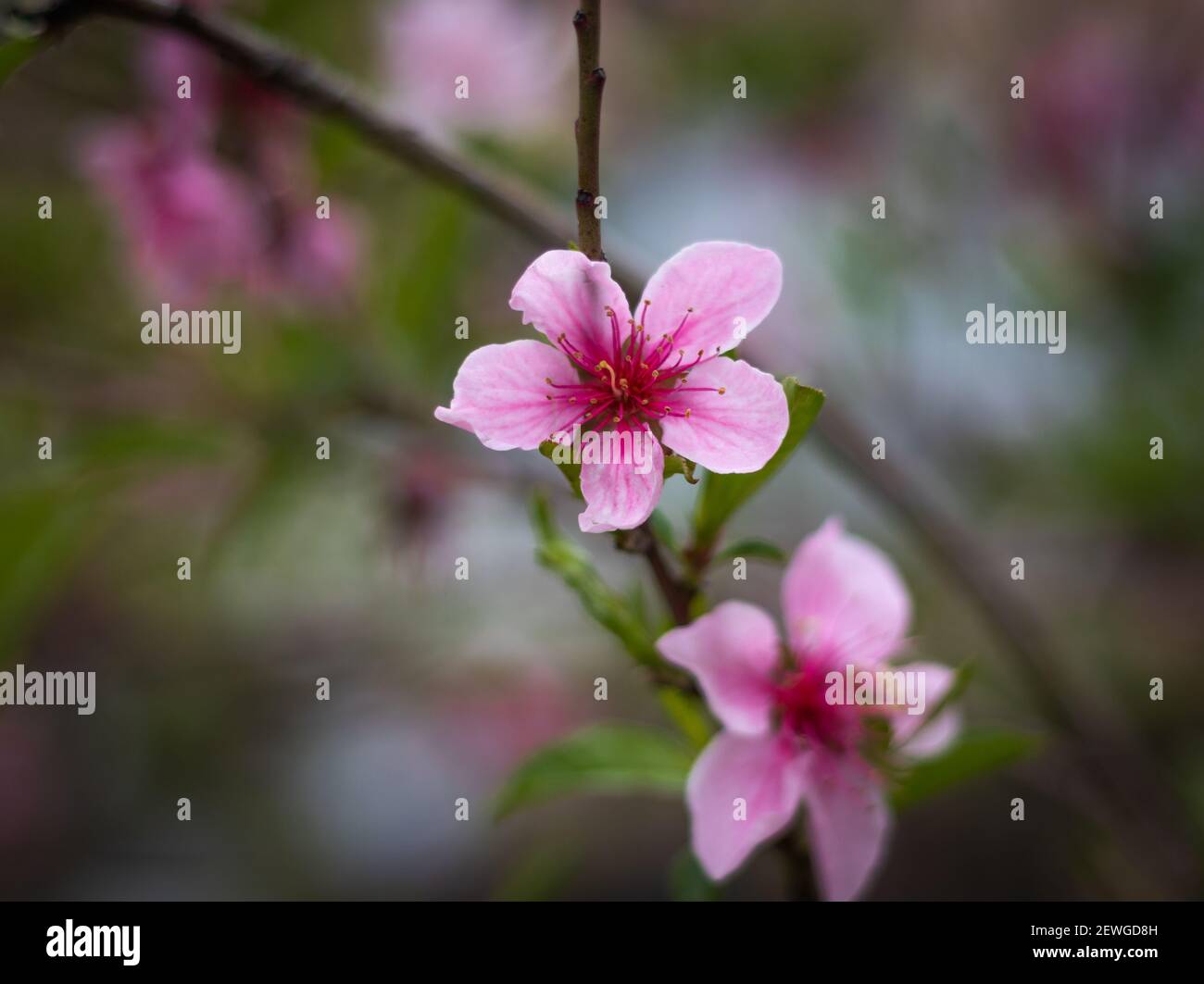 blooming pink flowers of a peach tree in a garden on March Stock Photo