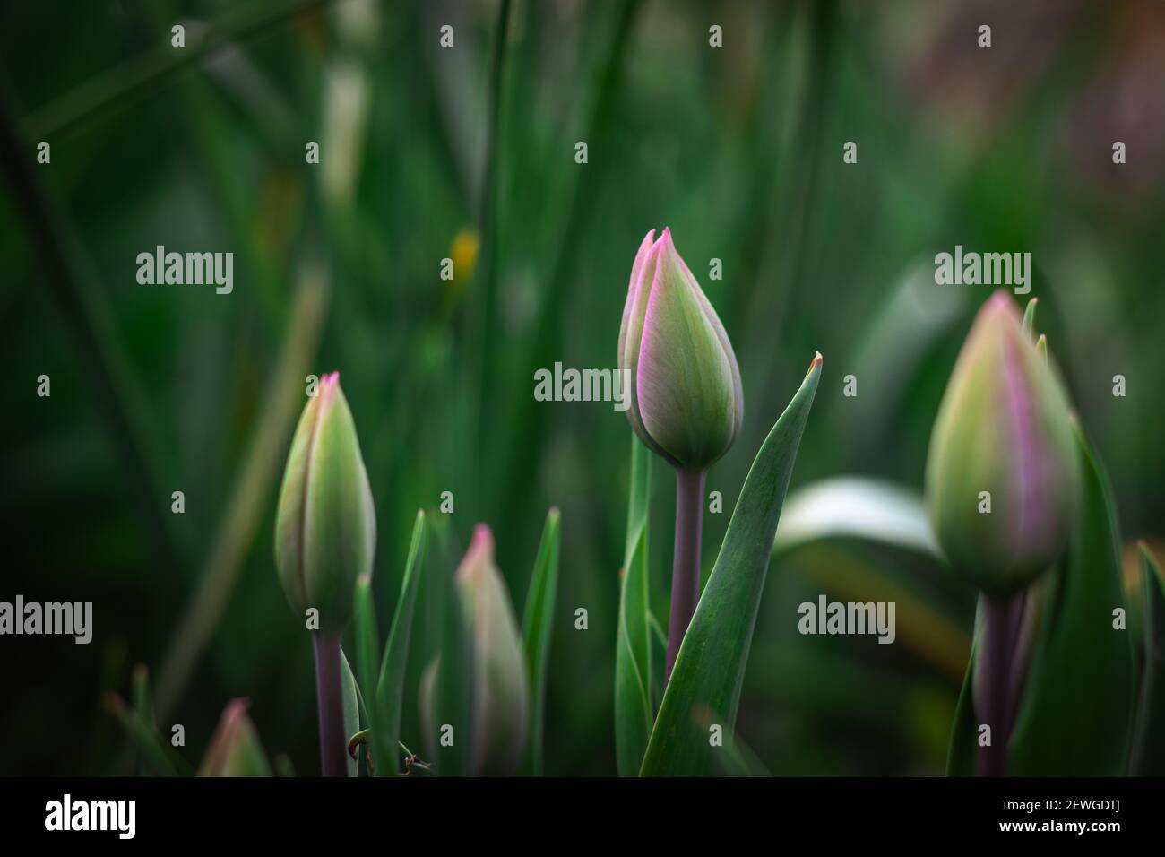 Closed tulip buds blossoming in a green garden. Tulipa x gesneriana. Spring, March Stock Photo