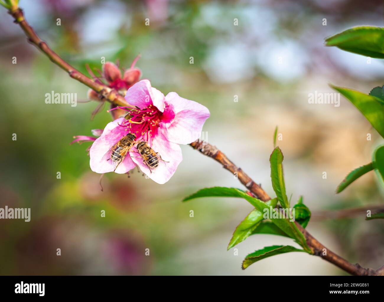 Two bees pollinate and feed on nectar of a pink flower of a peach tree at midday in a garden. Stock Photo