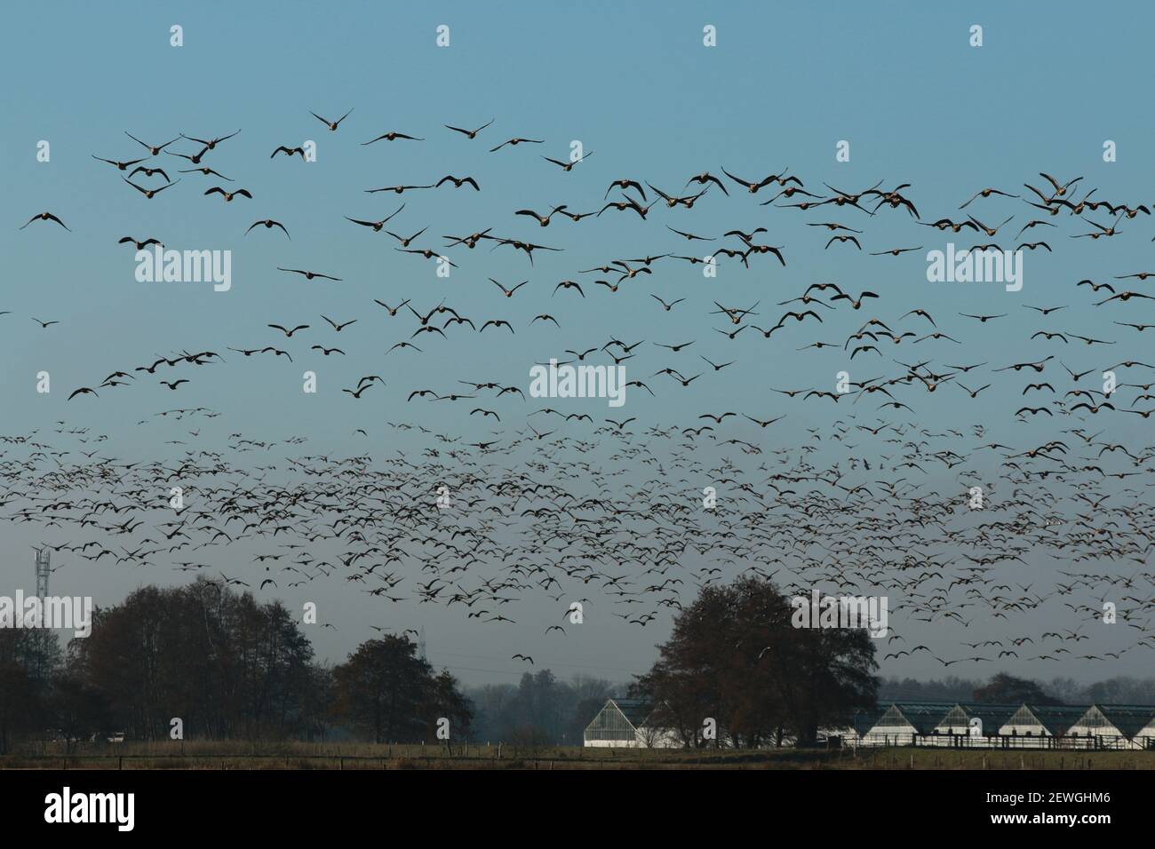 A flock of migratory birds in the sky Stock Photo