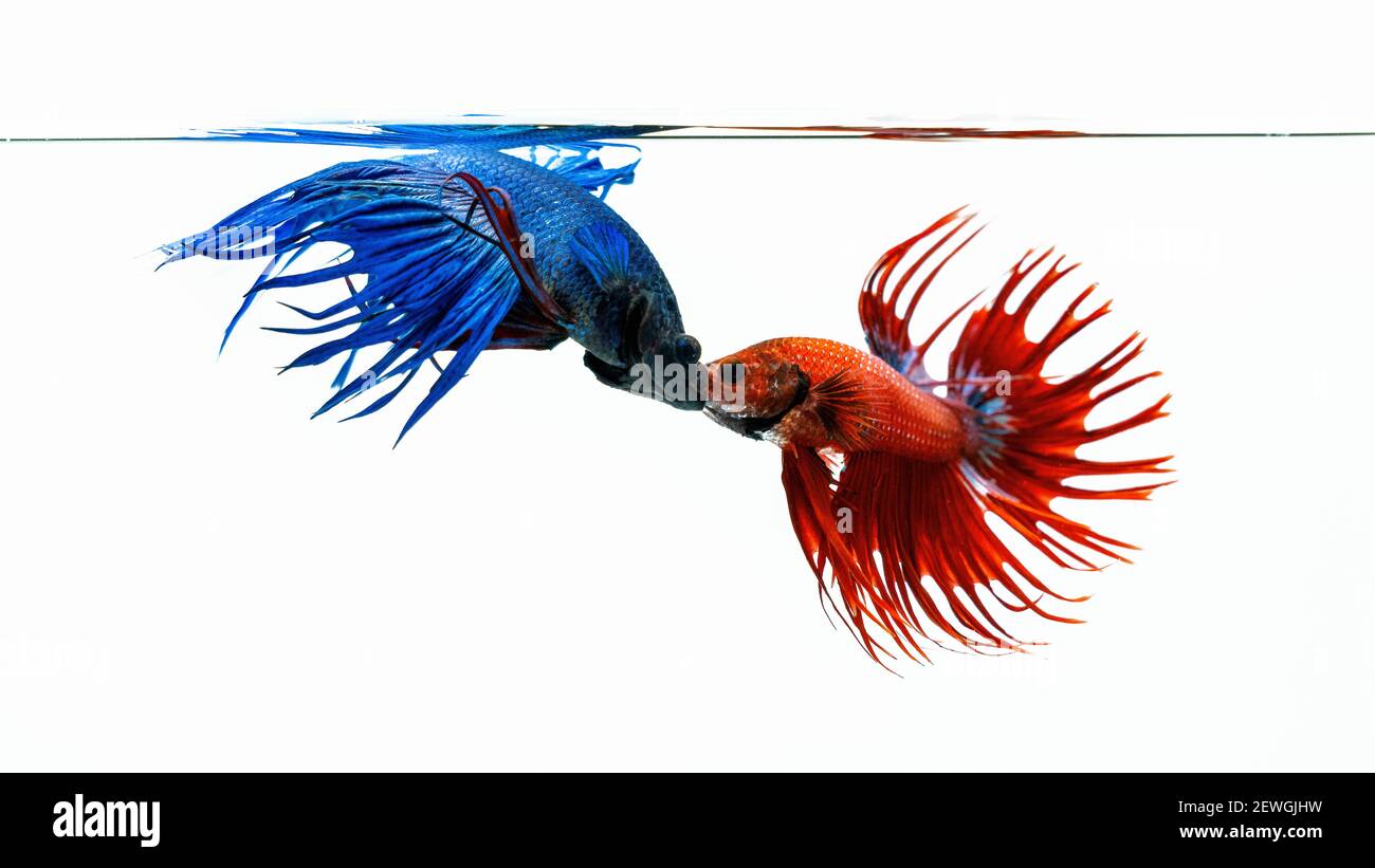 Blue red betta fish hot sale