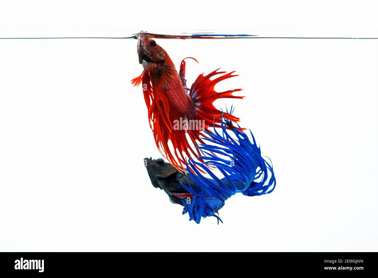 Blue and red betta fish, fighting fish isolated on white background. Stock Photo