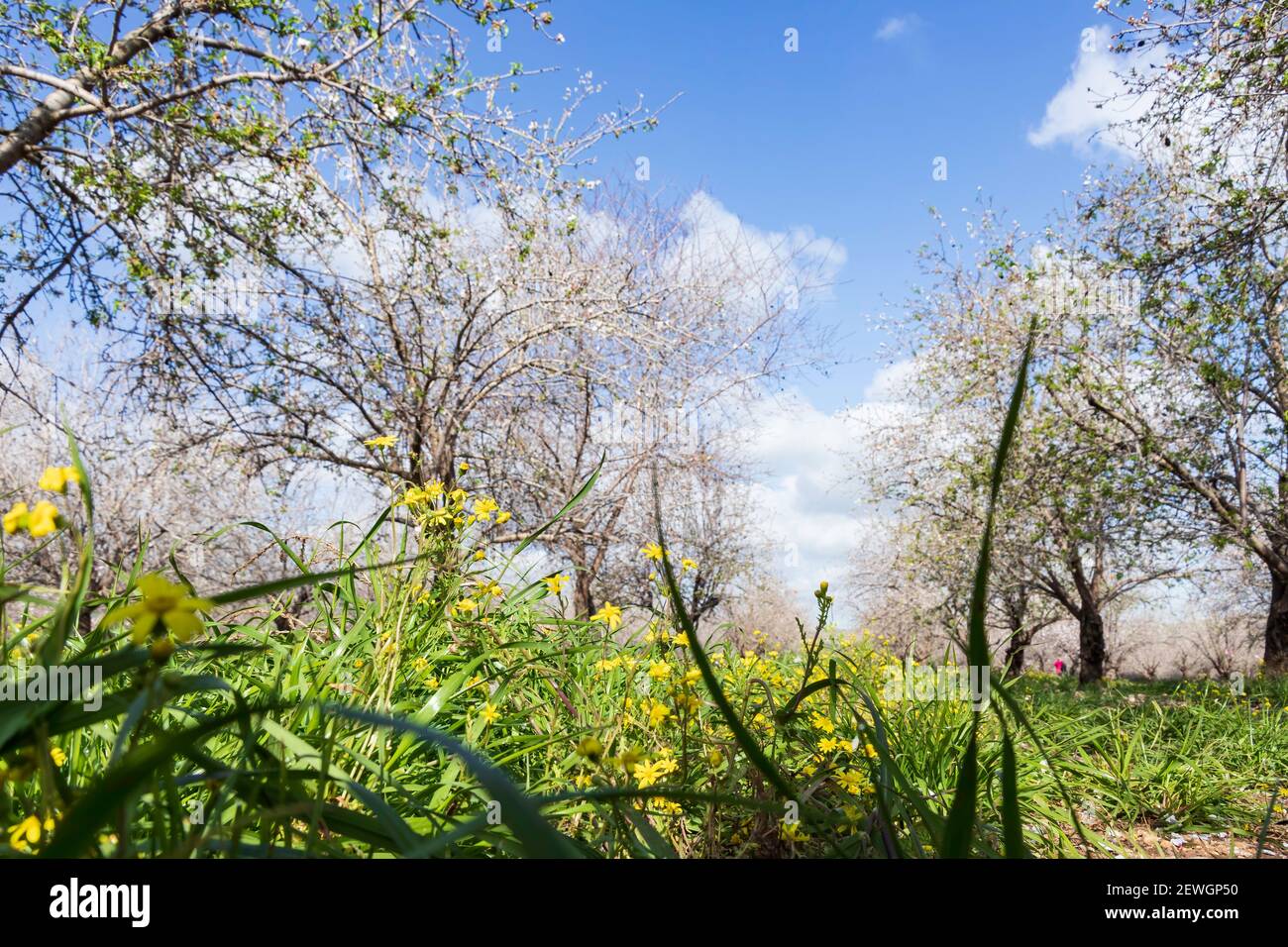 Yellow flowers between rows of flowering almond trees in an orchard against a sky with clouds Stock Photo