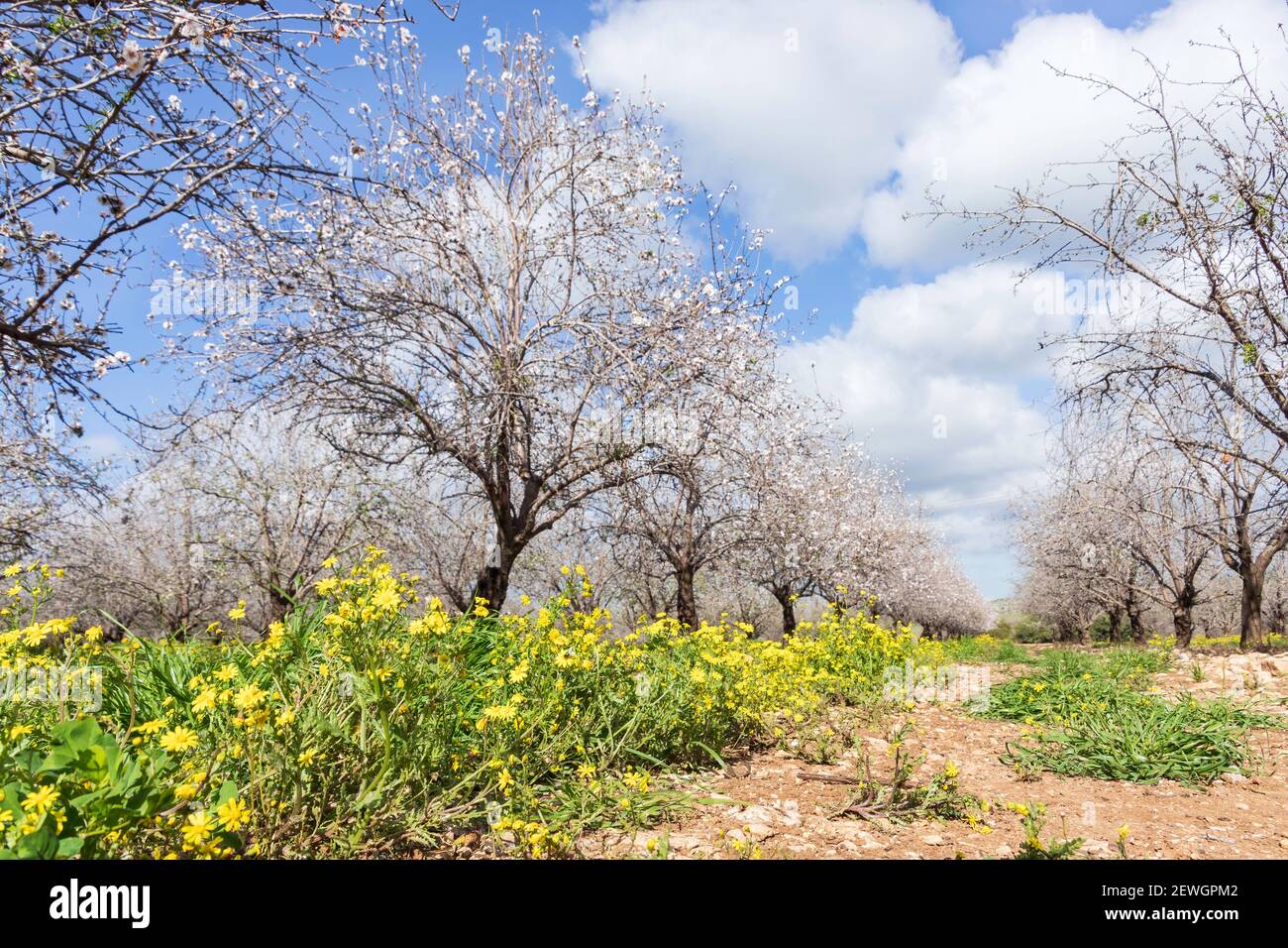 Yellow flowers between rows of flowering almond trees in an orchard against a sky with clouds Stock Photo