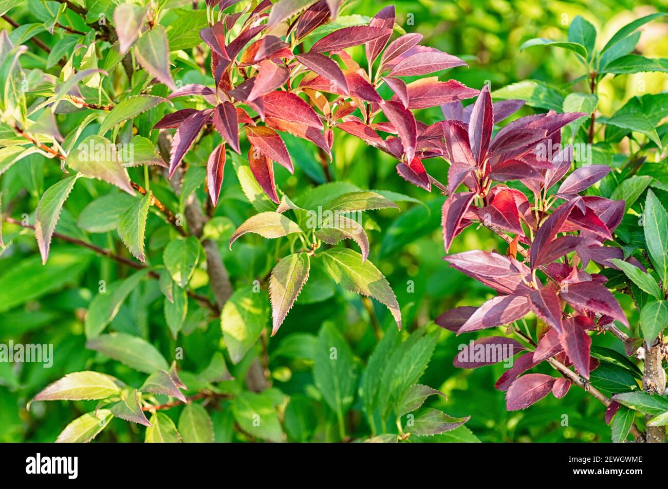 Green and red forsythia leaves. Beautiful natural background from leaves. Close up. Stock Photo