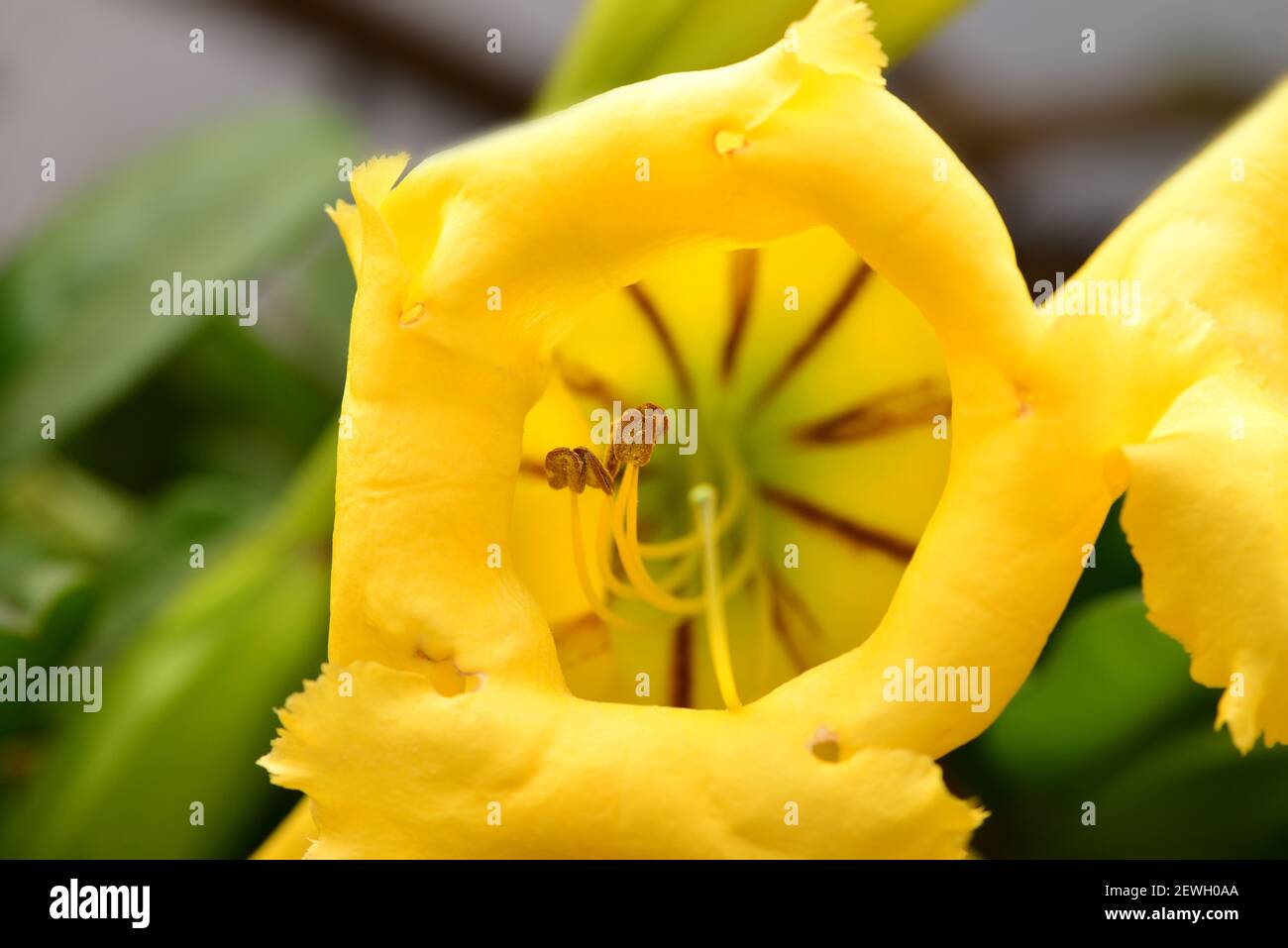 Close up view of Chalice Vine or Trumpet Plant (Solandra longiflora). Galapagos National Park, Ecuador Stock Photo