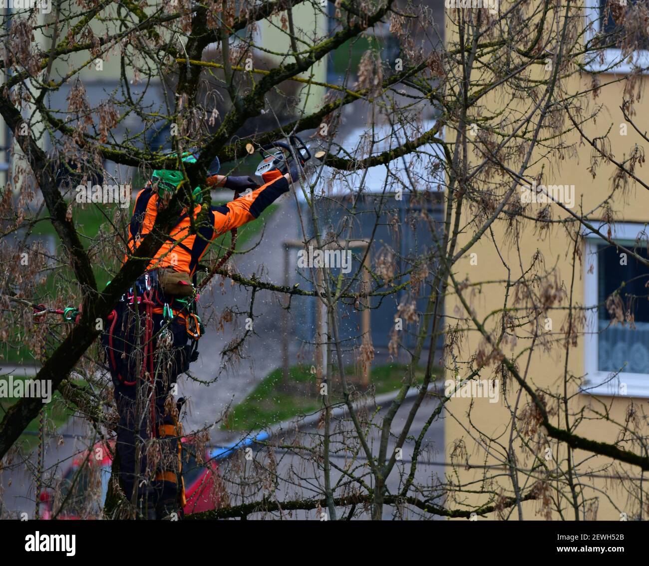 Cutting a tree hi-res stock photography and images - Alamy
