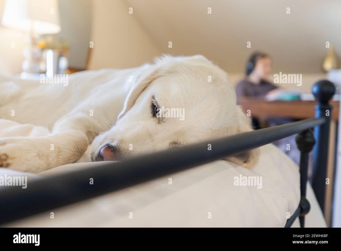 Golden Retriever sleeping on bed as teenage girl is working in office space Stock Photo