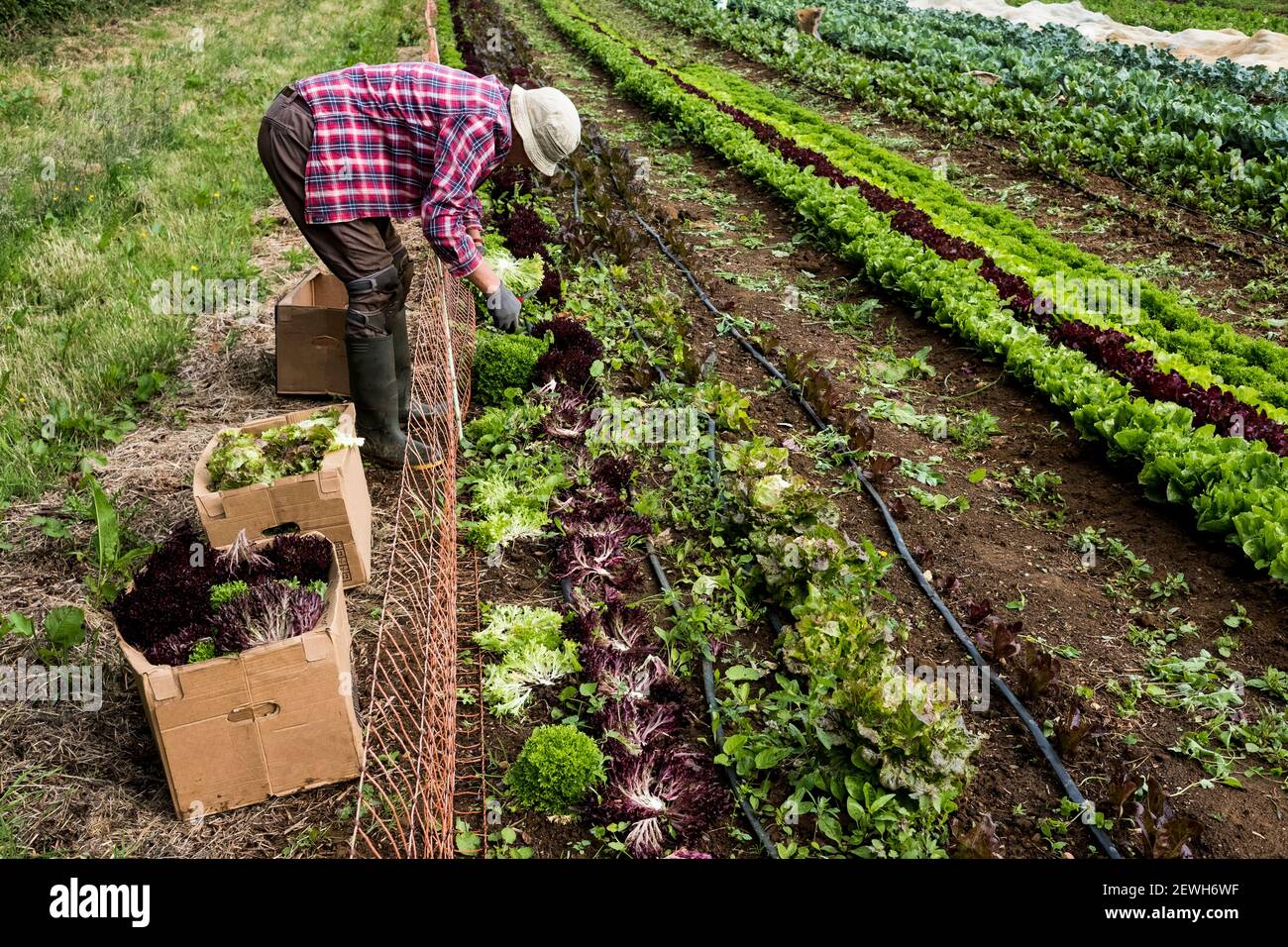 Man harvesting salad leaves on a farm. Stock Photo