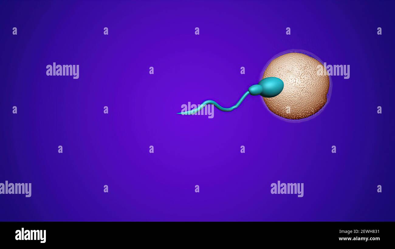 3D illustration - sperm and fertile human egg. Insemination concept. Stock Photo