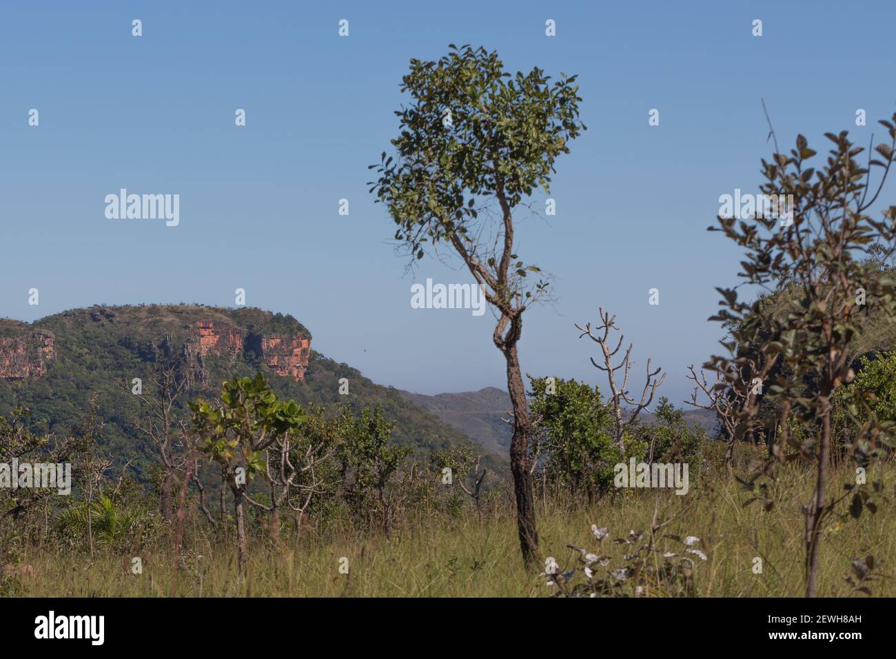 Tree in front of blue sky and some plateus in the Chapada dos Guimaraes Nationalpark in Mato Grosso, Brazil Stock Photo