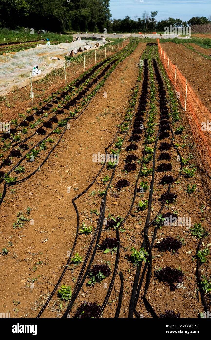 High angle view of irrigation hose running along rows of young vegetables on a farm. Stock Photo