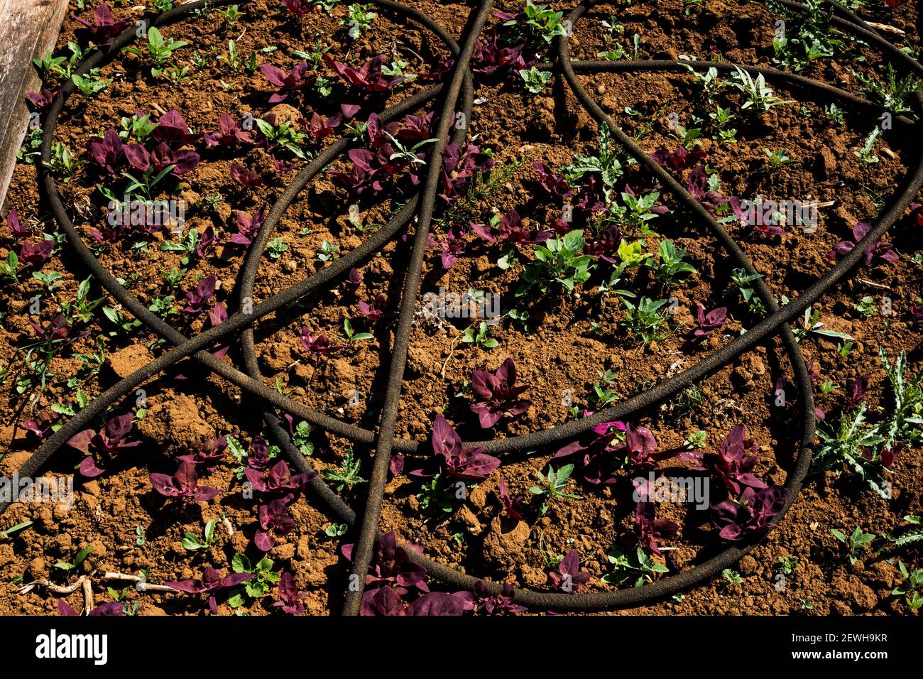 High angle view of irrigation hose and young vegetables on a farm. Stock Photo