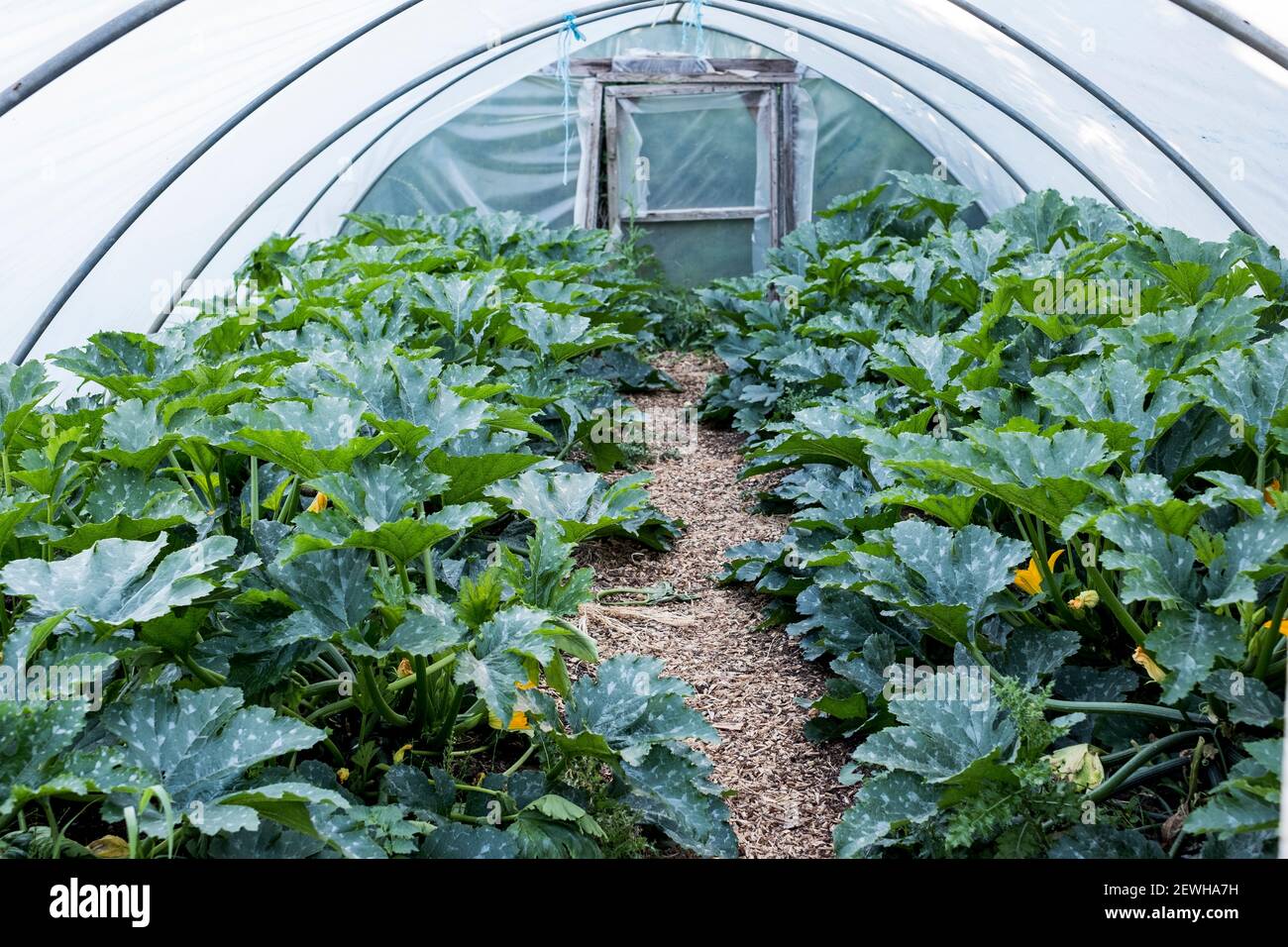 Rows of courgette plants growing in a poly tunnel. Stock Photo