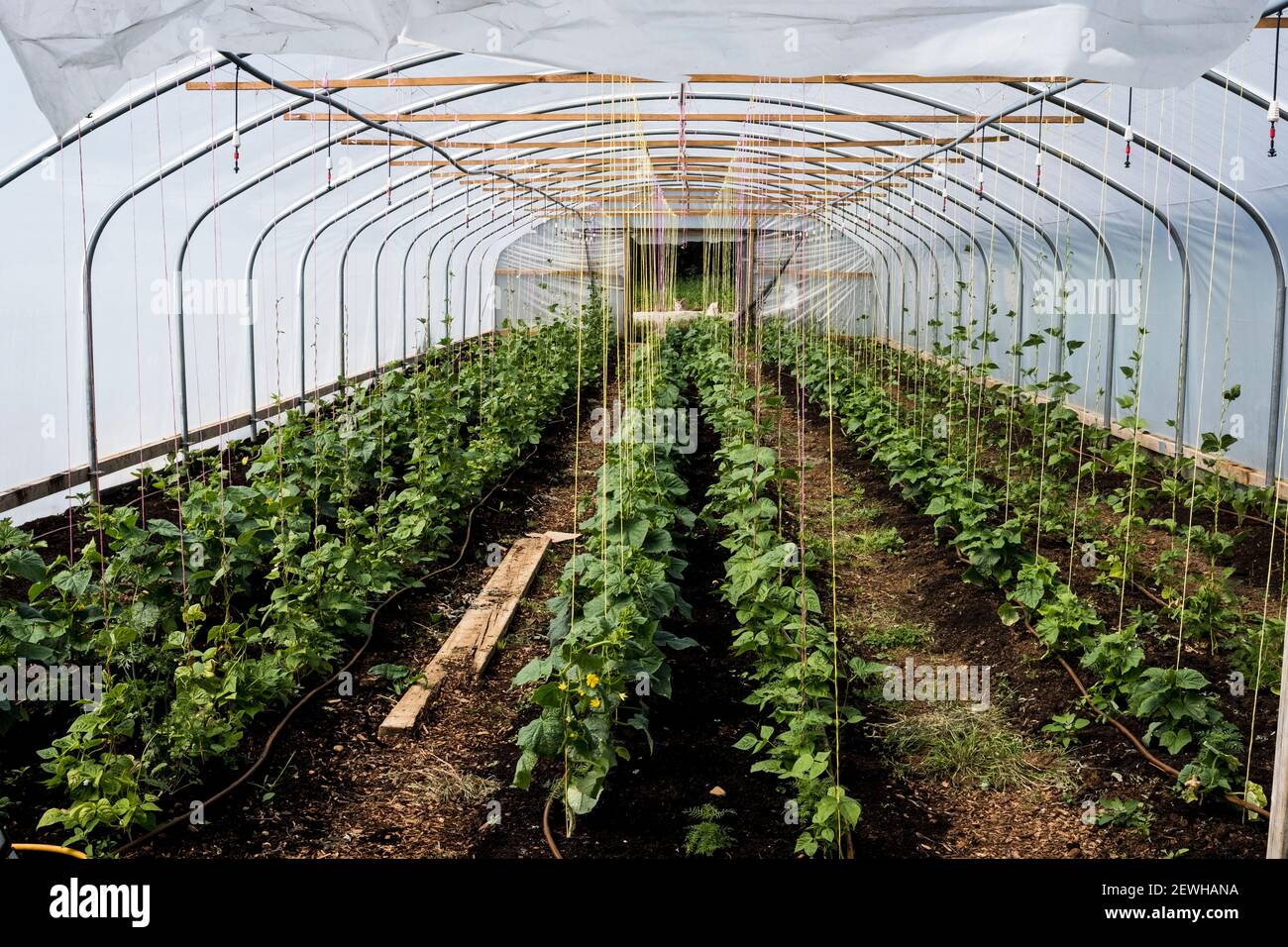 Rows of courgette plants growing in a poly tunnel. Stock Photo