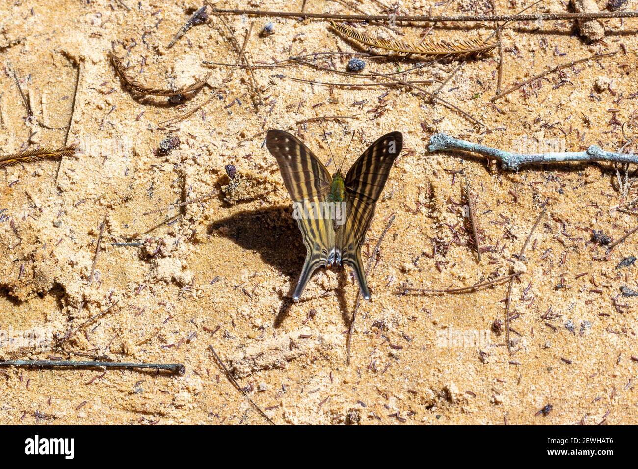 Brazilian Wildlife: Close-up of the many-banded daggerwing (Marpesia chiron) in natural habitat close to Chapada dos Guimaraes in Mato Grosso, Brazil Stock Photo
