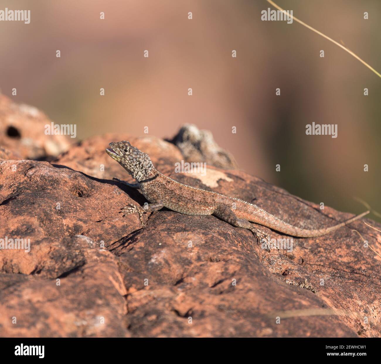 Tropidurus sp. (Lizard) bathing in the sun on a rock close to Chapada dos Guimaraes in Mato Grosso, Brazil Stock Photo