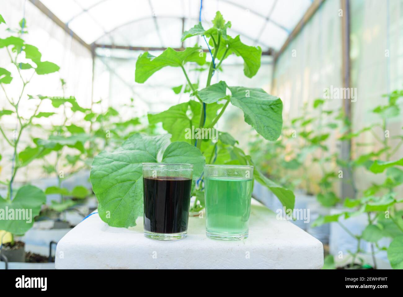 A and B type of Liquid fertilizer in the glass for Melon Hydroponics