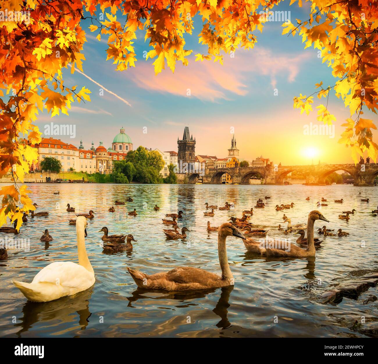 Swans on river Vltava near Charles bridge in Prague. Stock Photo