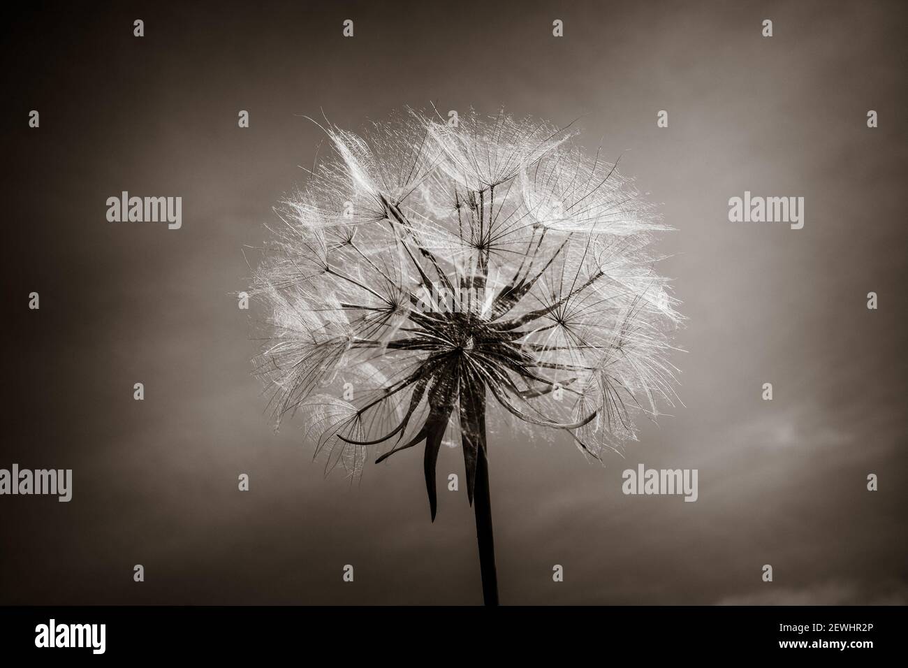 Dandelion flower silhouette over a blue sky. Close-up. Black and White Stock Photo