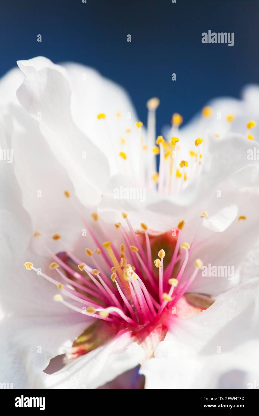 Extreme close-up of a blossom of a almond tree against blue sky - selective focus Stock Photo