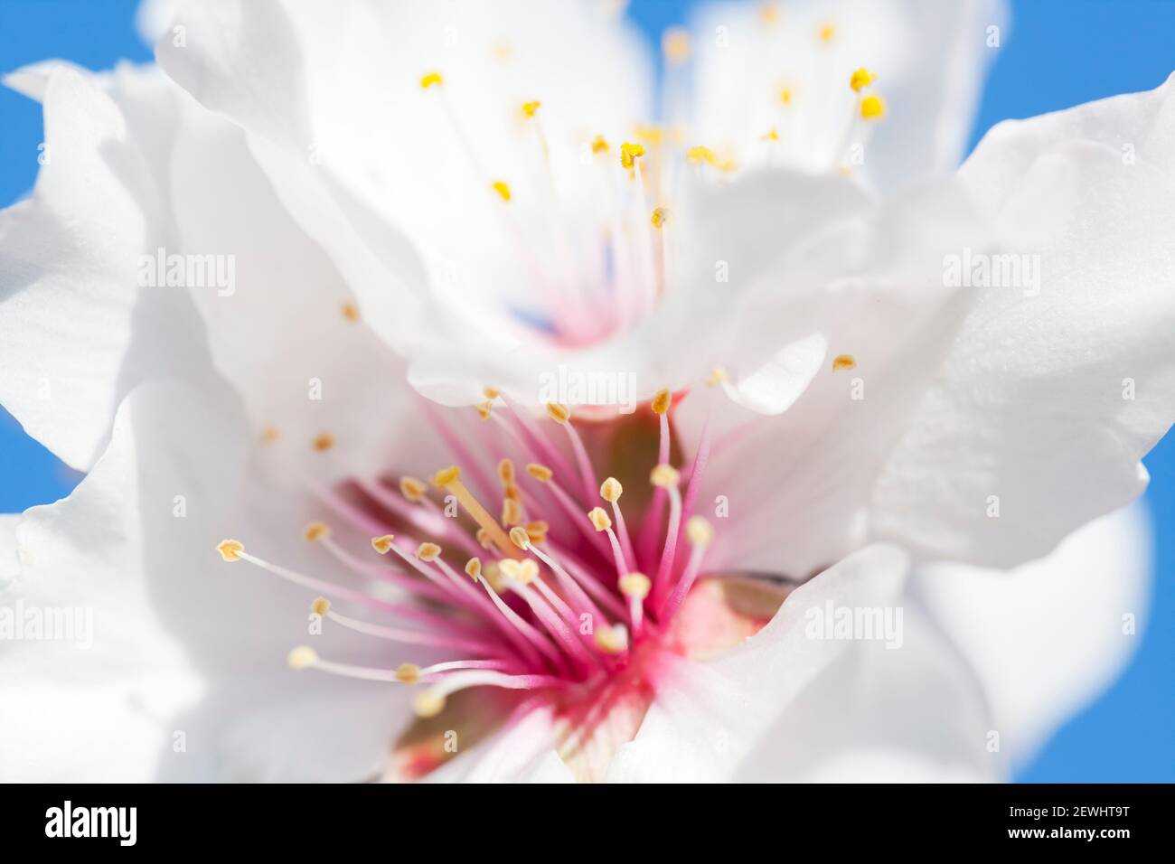Extreme close-up of a blossom of a almond tree against blue sky - selective focus Stock Photo