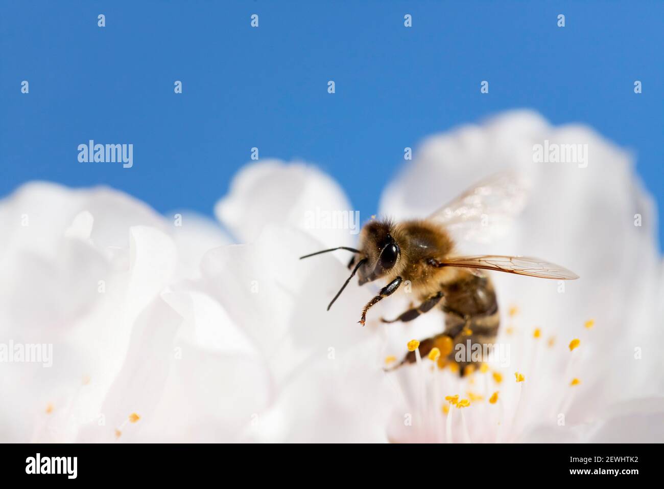 Bee in white blossom of almond tree in spring with blue sky in the background Stock Photo
