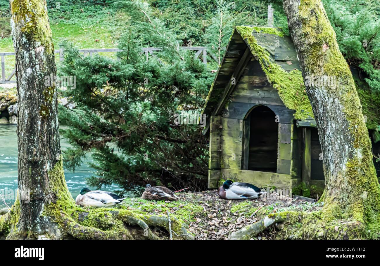 Wooden duck house hires stock photography and images Alamy