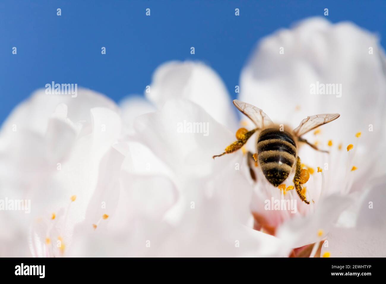Bee in white blossom of almond tree in spring with blue sky in the background Stock Photo
