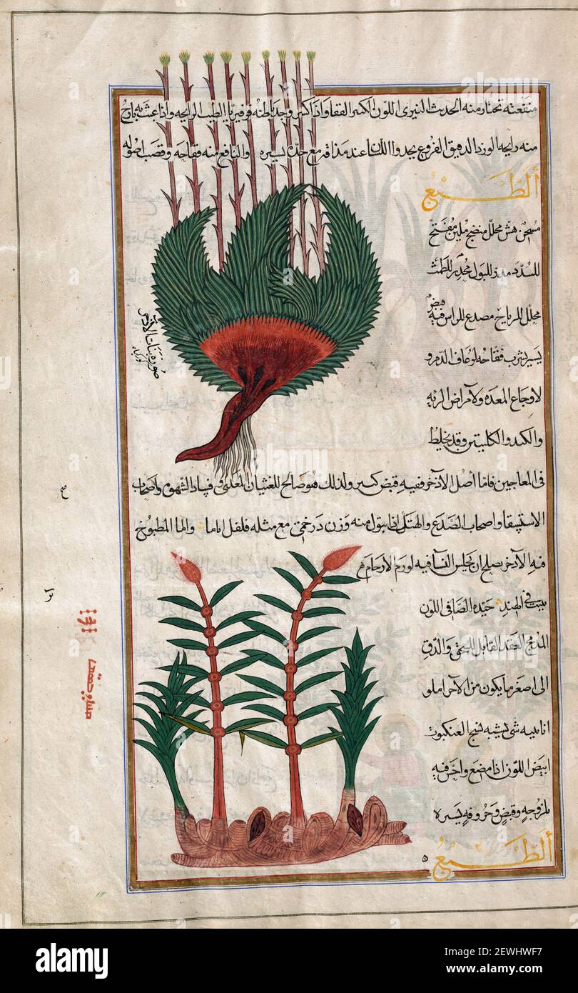 Identified in book as two varieties of Sweet flag.  Acorus calamus. After an illustration by Mirza Baqir in a 19th century Iranian book of Greek physician and botanist Pedanius Dioscorides's 1st century AD work De Materia Medica. Stock Photo