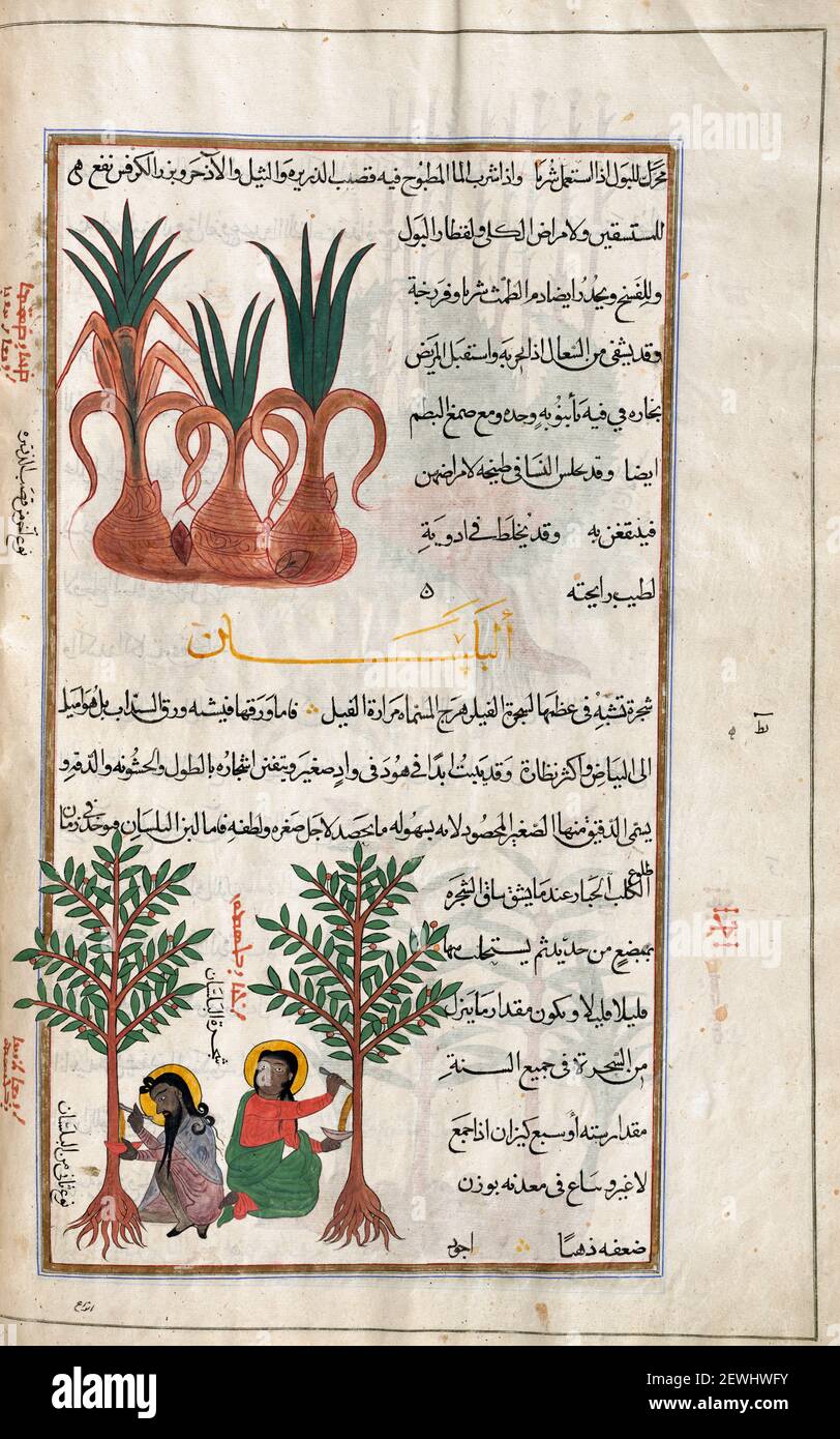 The plant at top unidentified in book.  BELOW:  Balsam tree.  Commiphora. After an illustration by Mirza Baqir in a 19th century Iranian book of Greek physician and botanist Pedanius Dioscorides's 1st century AD work De Materia Medica. Stock Photo