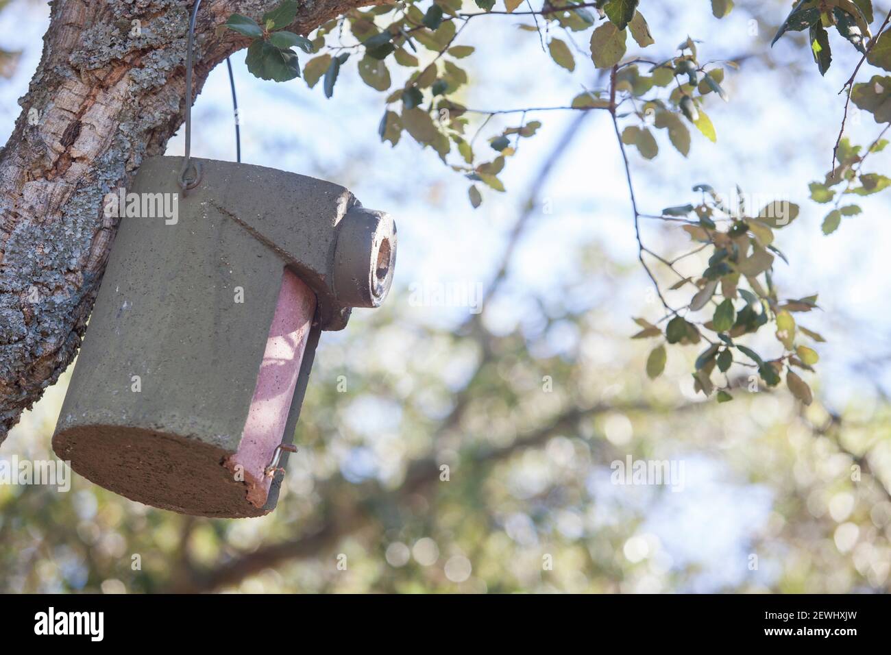 Trail camera polyurethane box. Placed hanging from tree branch. Stock Photo