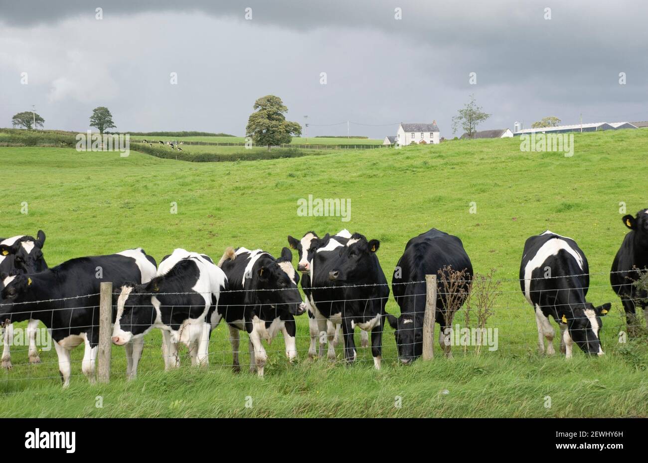 English dairy farm black and white cows Stock Photo Alamy