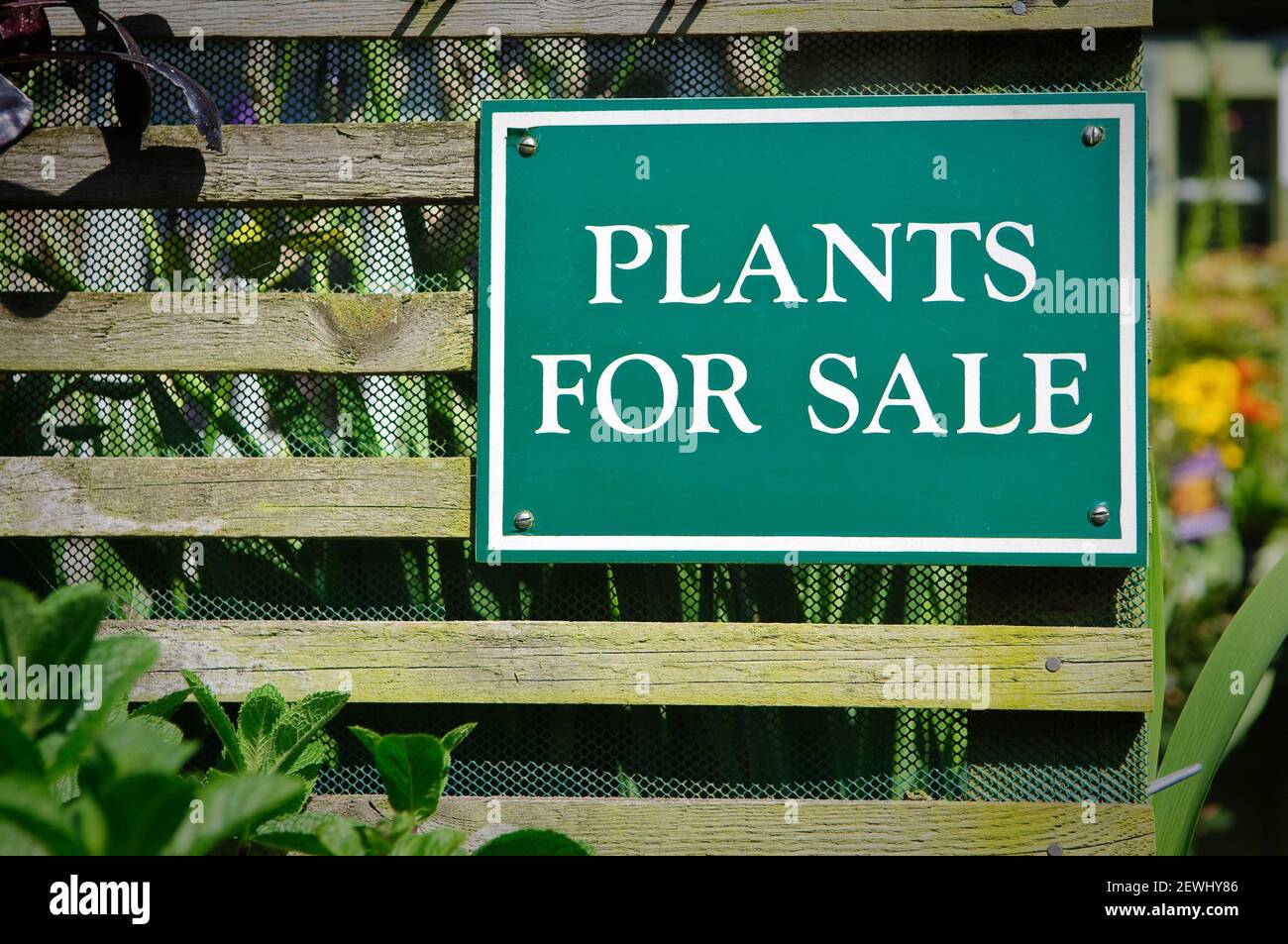 Plants for sale sign in English garden centre, Norfolk, UK Stock Photo